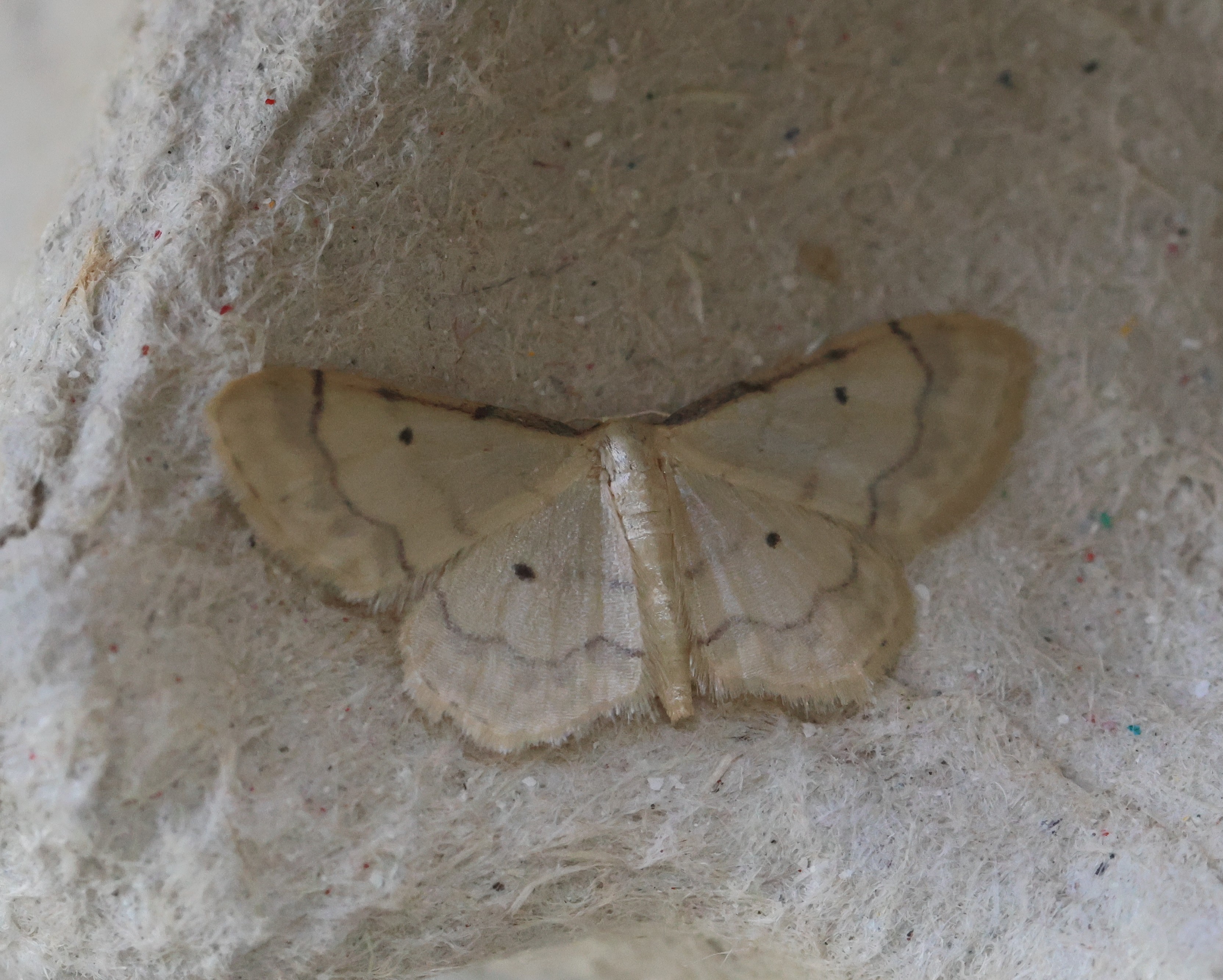 Photo of Idaea politaria